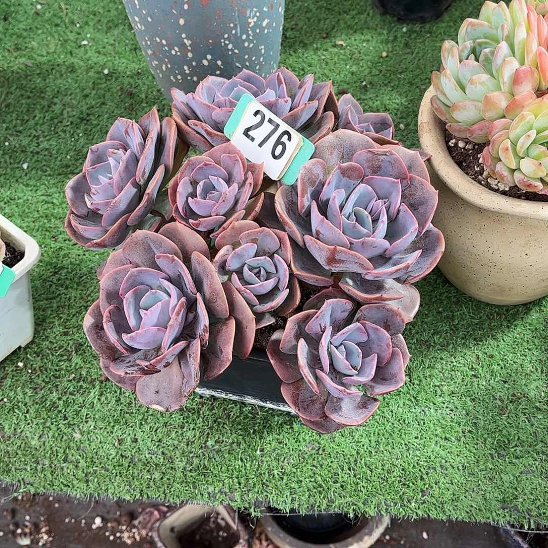 ****葱橙哎玫瑰多肉植物保护276