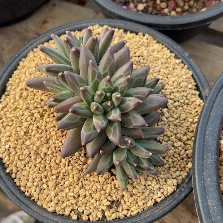 梵高 群生 夏鸣园艺