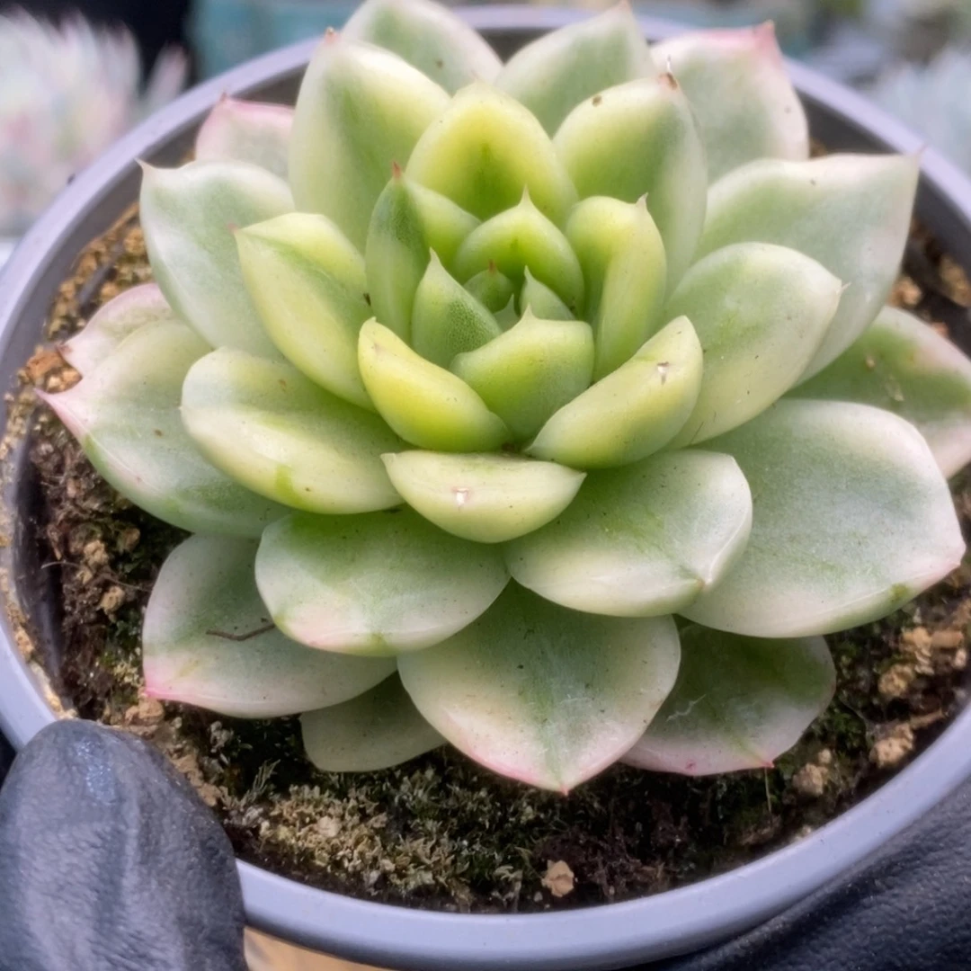 200东云杂锦锦锦锦锦锦