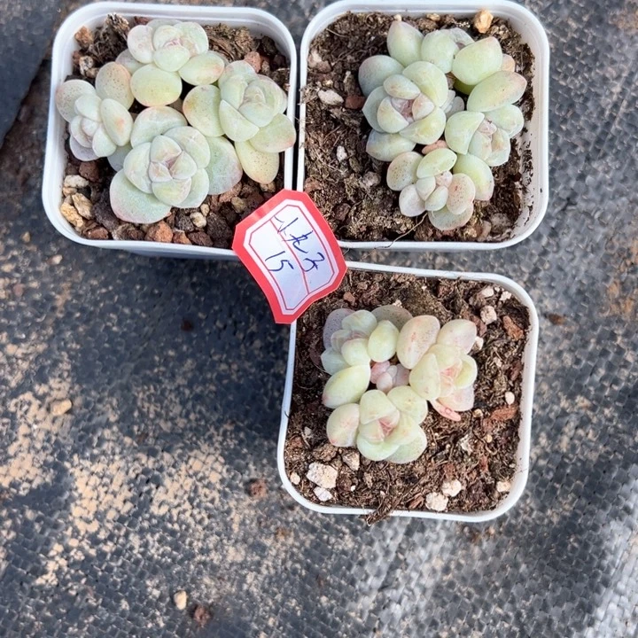 小丸子一物一拍专拍的