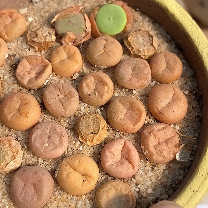 奶油小嘴杂v嘴一颗