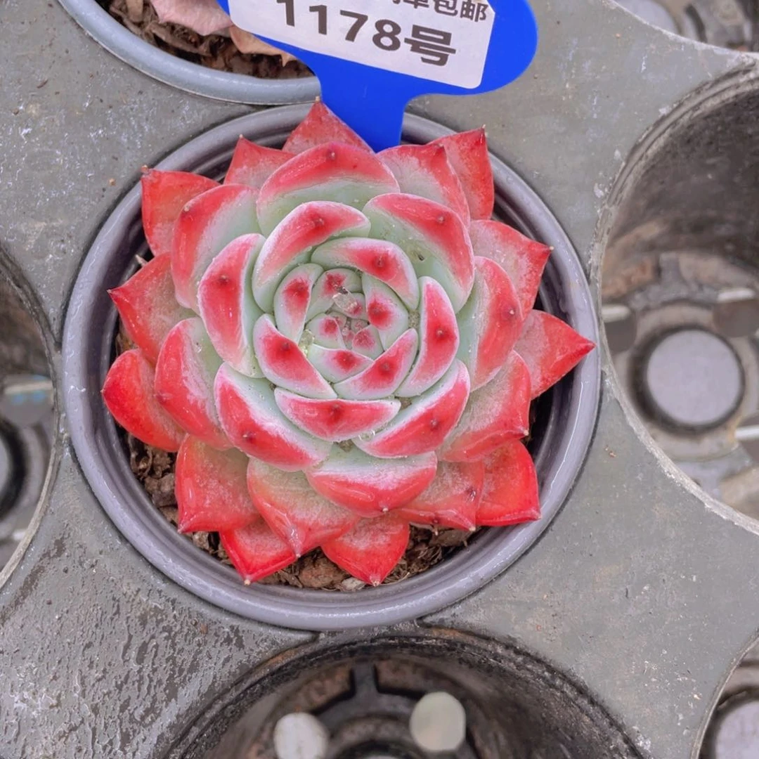 1178号原始卡罗拉单头母本一个