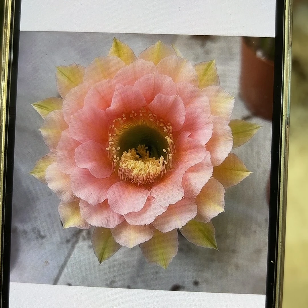 彩草青青美人鱼4.5公分侧牙