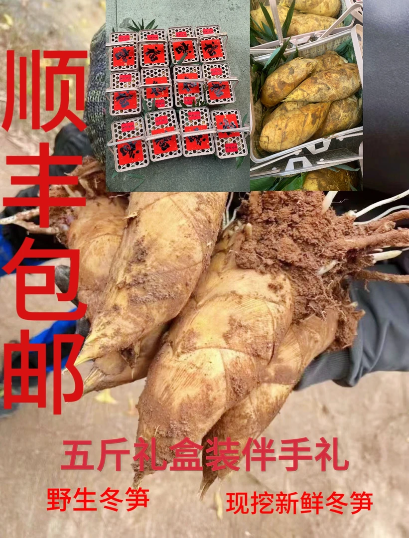 鲜嫩竹笋笋尖新鲜竹冬笋黄金笋新鲜浙江绍兴冬笋冬笋浙江