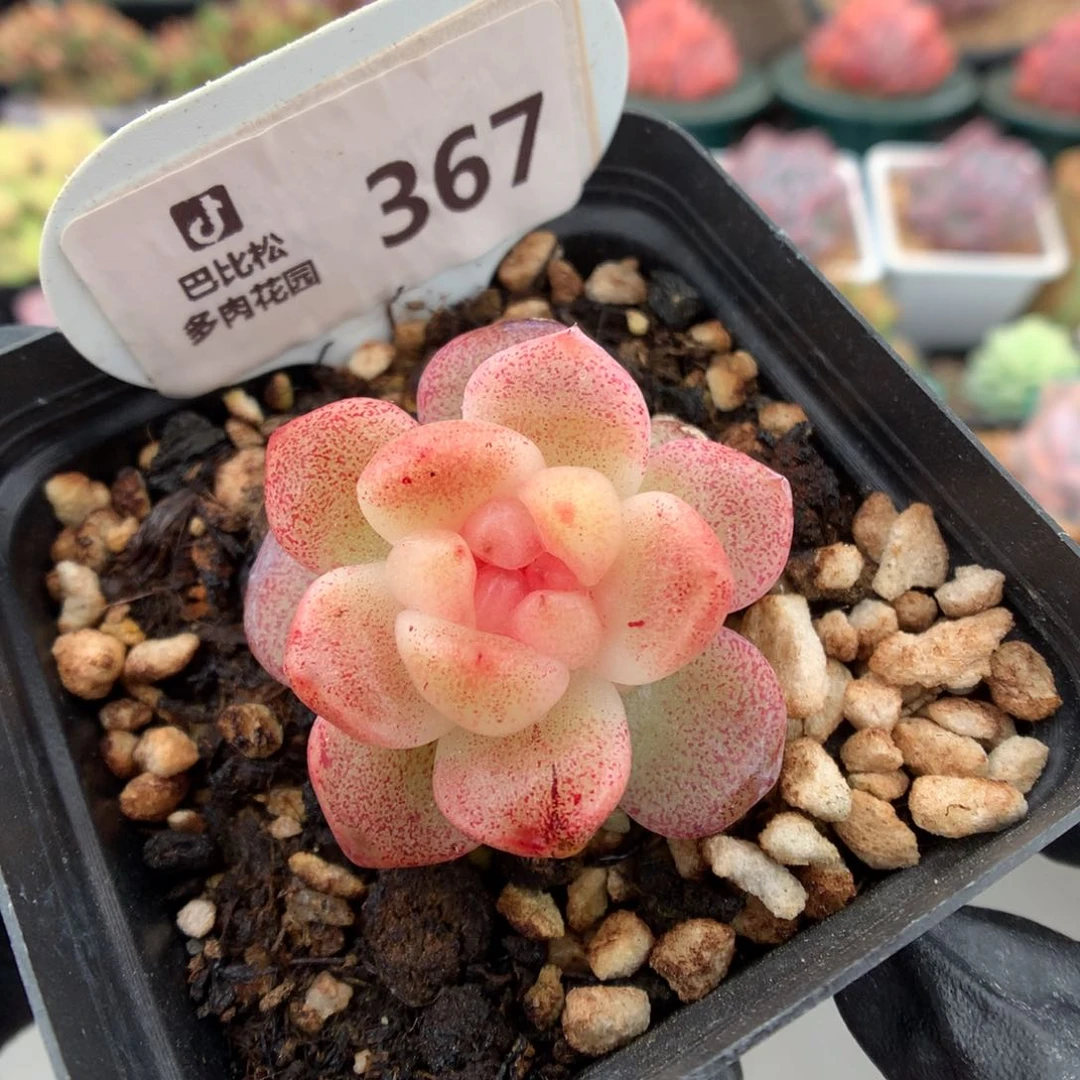 367 冰玉石化多肉