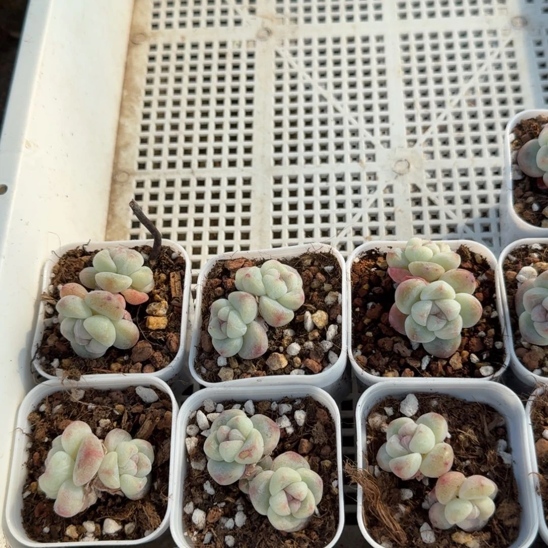 136 号到手4颗江北多肉