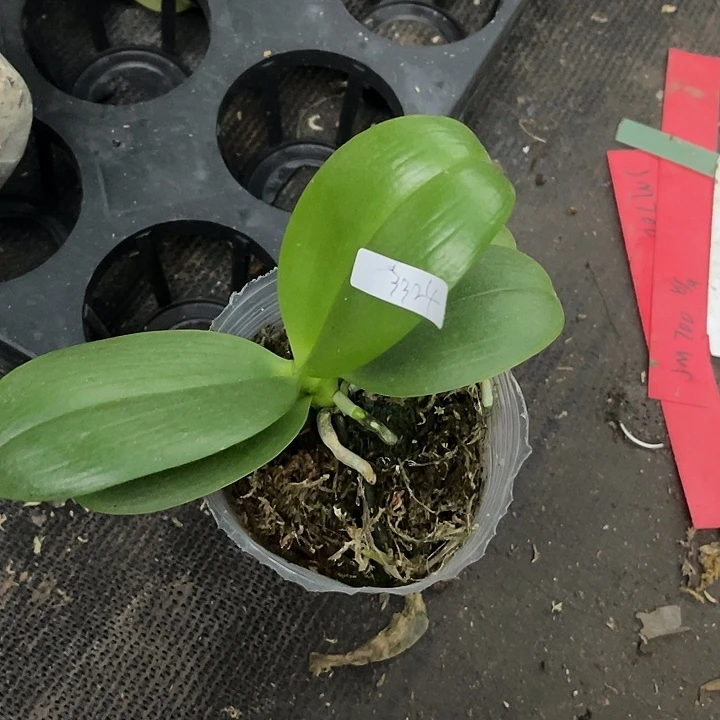 当前无花栽培后可以开花黑莓3.0抽梗