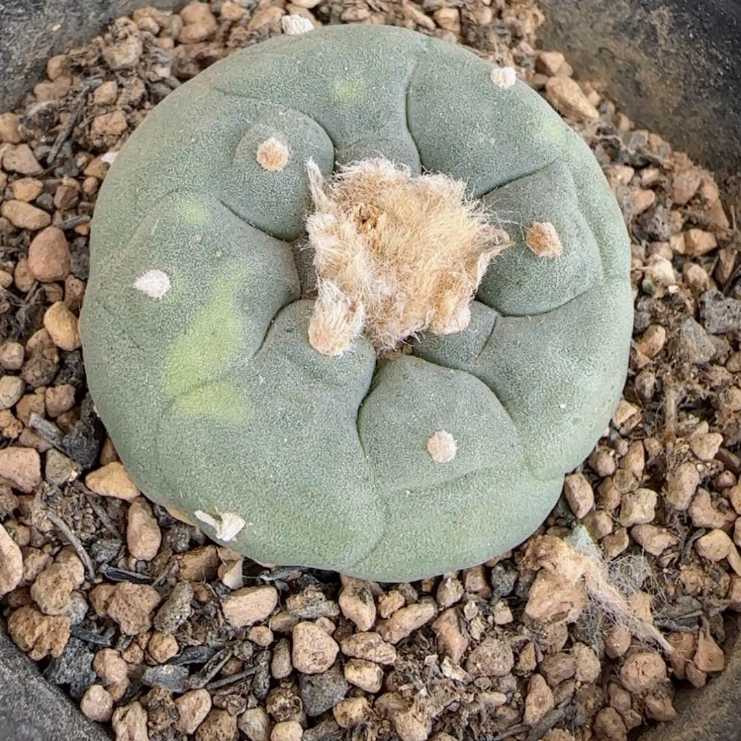 A181实生草球锦多肉