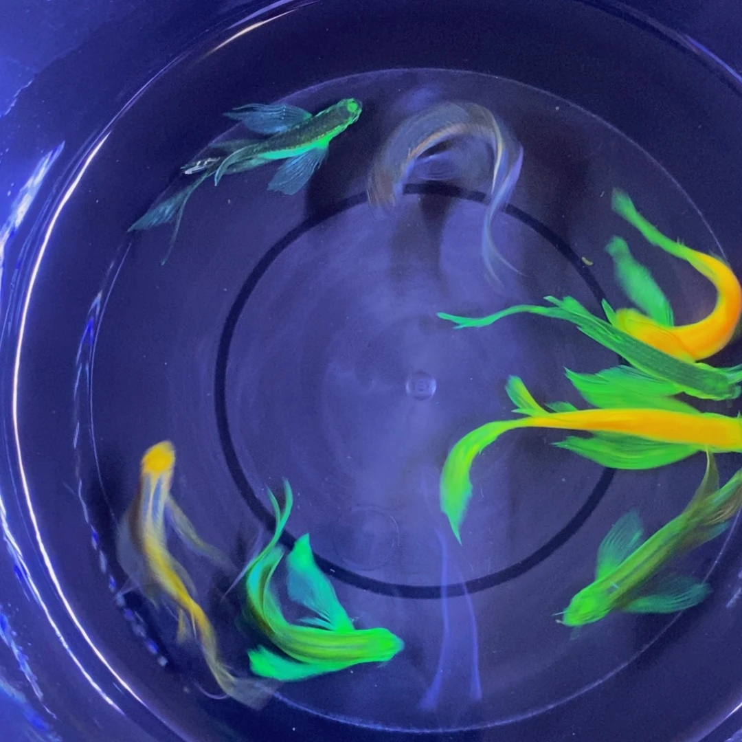 斑马鱼蝶翼斑马微瑕疵4厘米8条混搭