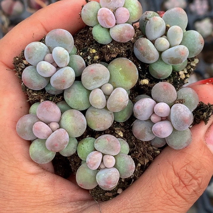 樱桃小丸子5颗   彩虹奶5颗  包邮