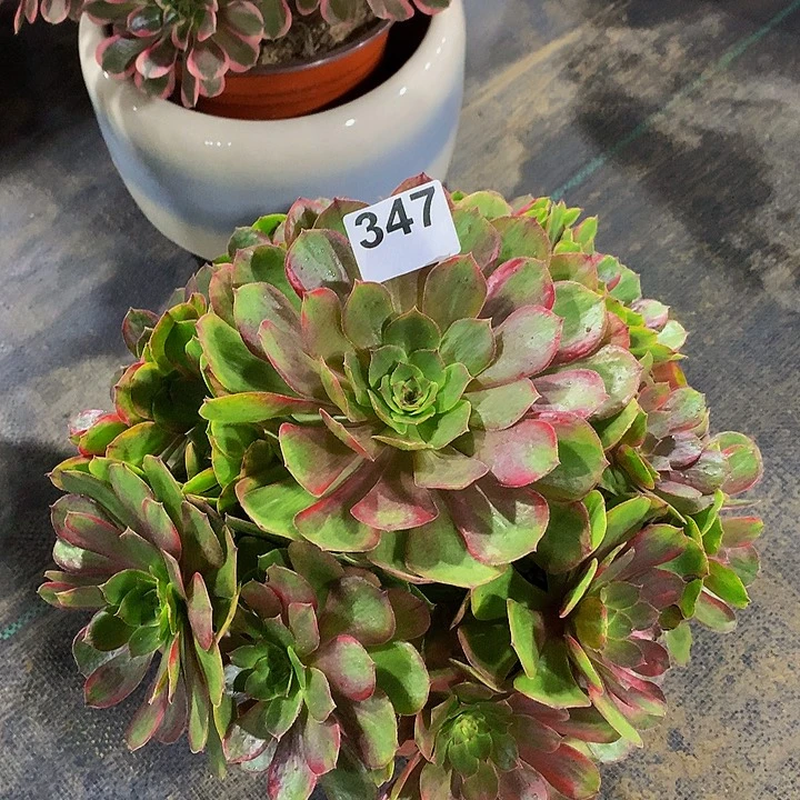 李***锋多肉法师雨荷变异347