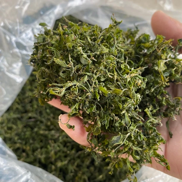 野生酸枣芽清明采摘量不多50g装