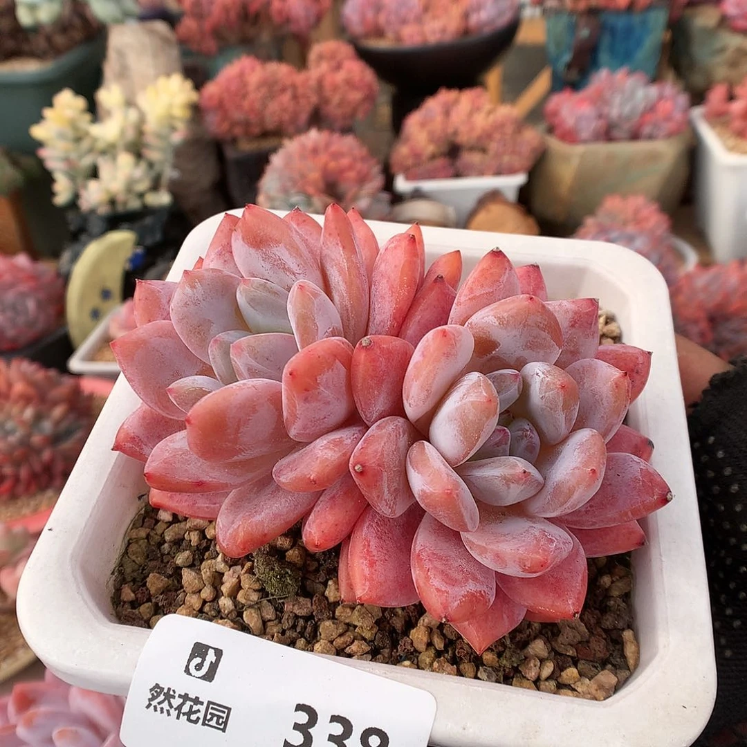 338雪天使多肉植物6666