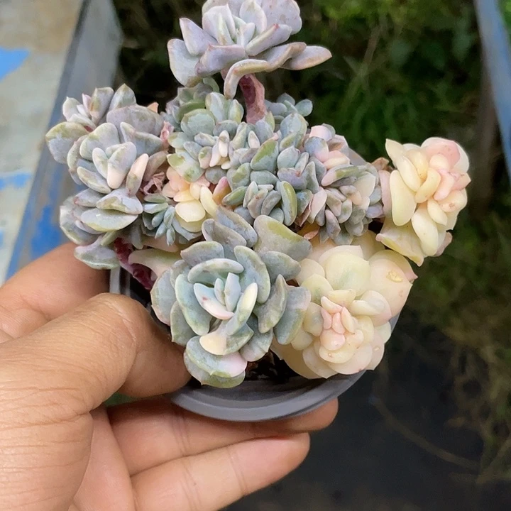 雪精灵缀化锦一物一拍