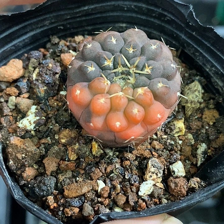 孤品实生紫皮短刺怪龙丸阴阳红锦福利仙人球