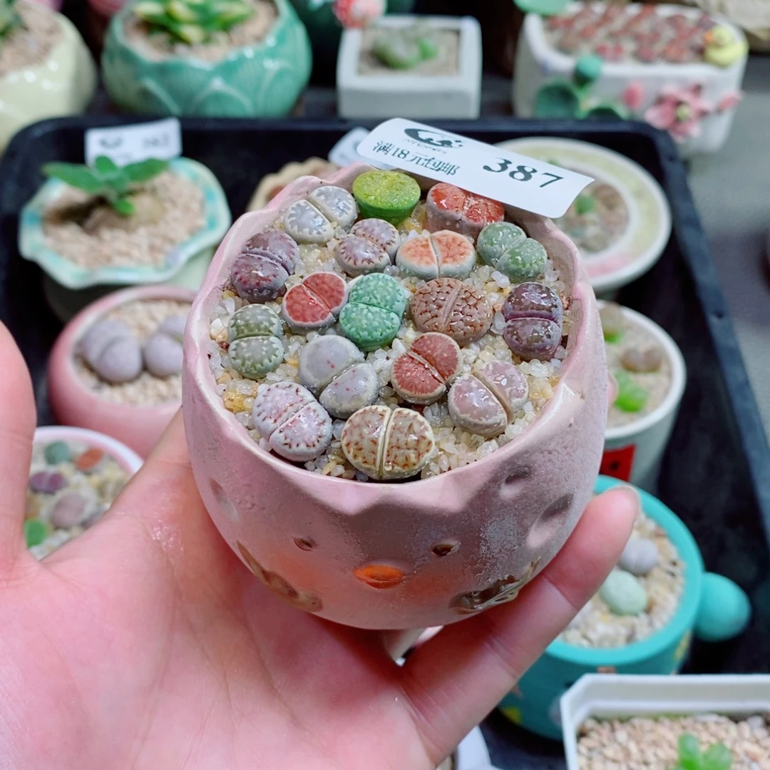 生石花花花花花花387