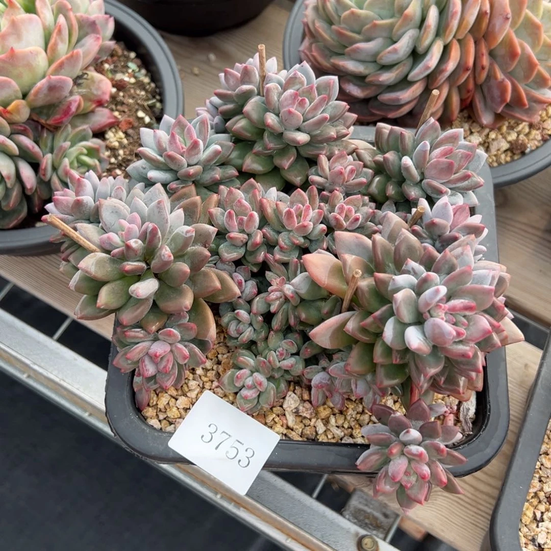 张***姐3753不包整肉肉肉肉肉肉