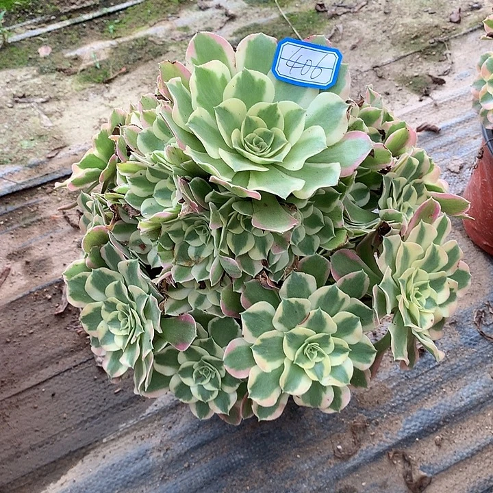 多肉植物叶罗刹406号