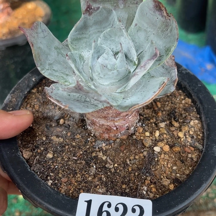 623号雪山多肉植物