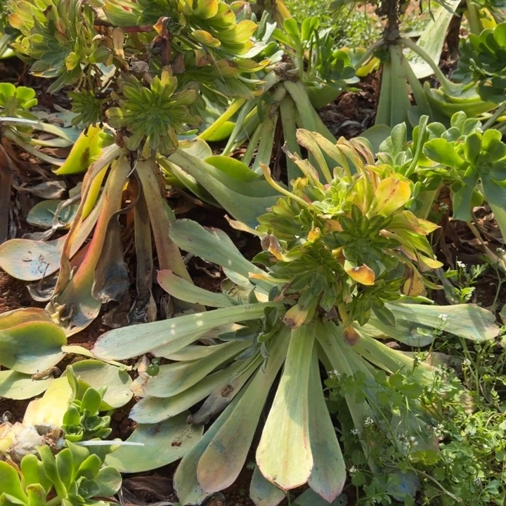 五颗发货随机五颗