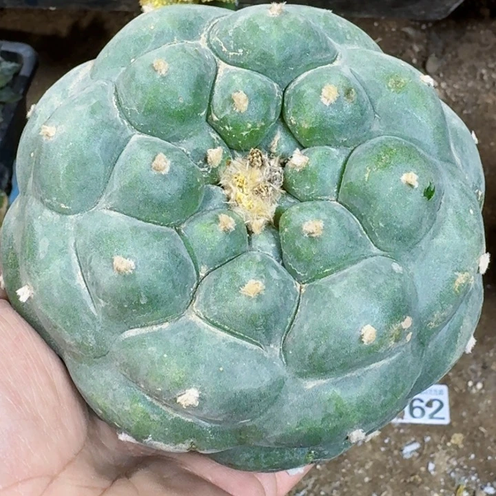 福利大尤海鲜750有瑕疵