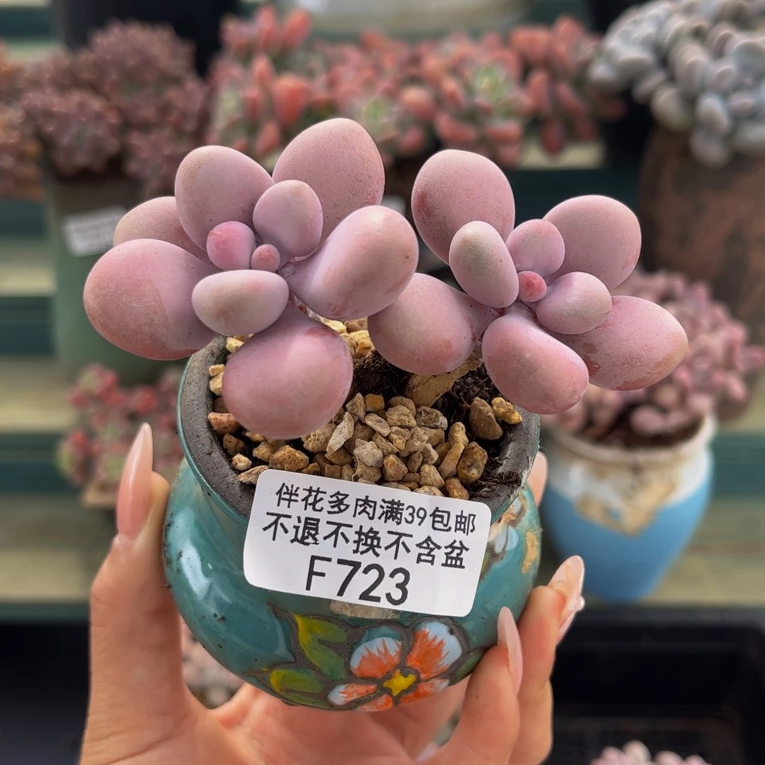 723-腰子桃蛋7cm多肉