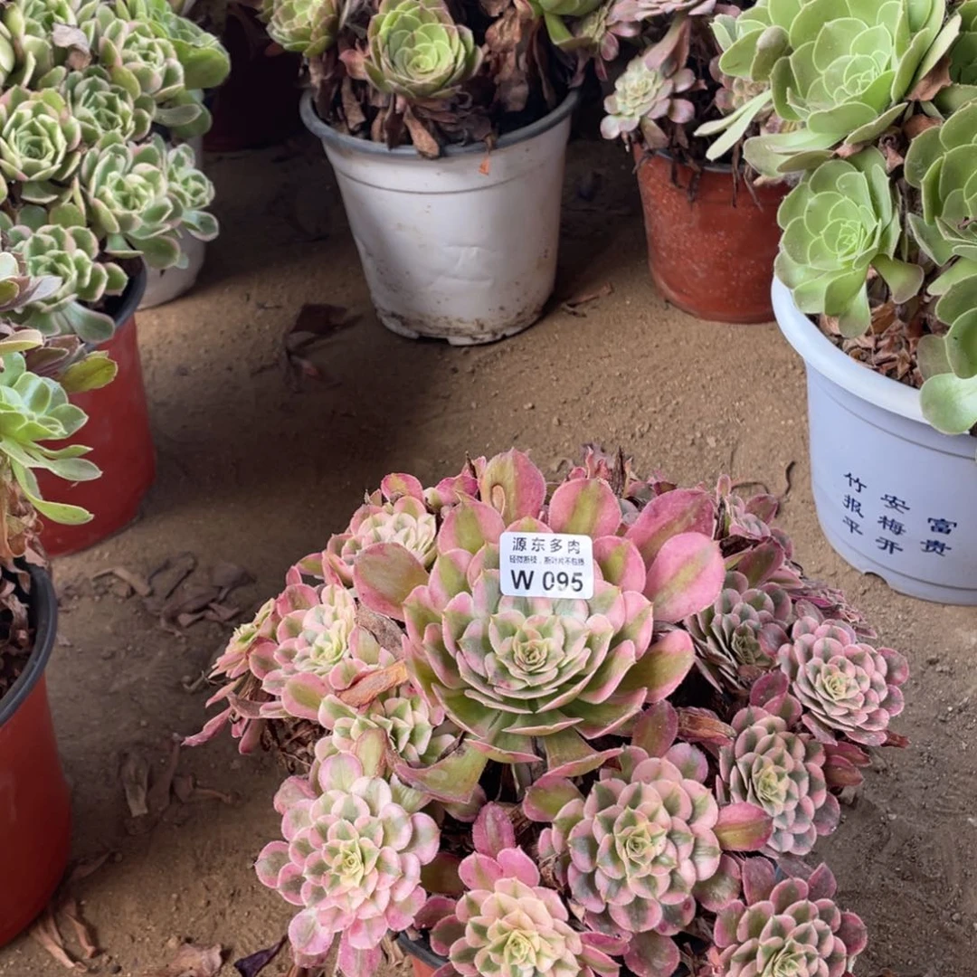 095铜壶锦多肉法师断枝不包