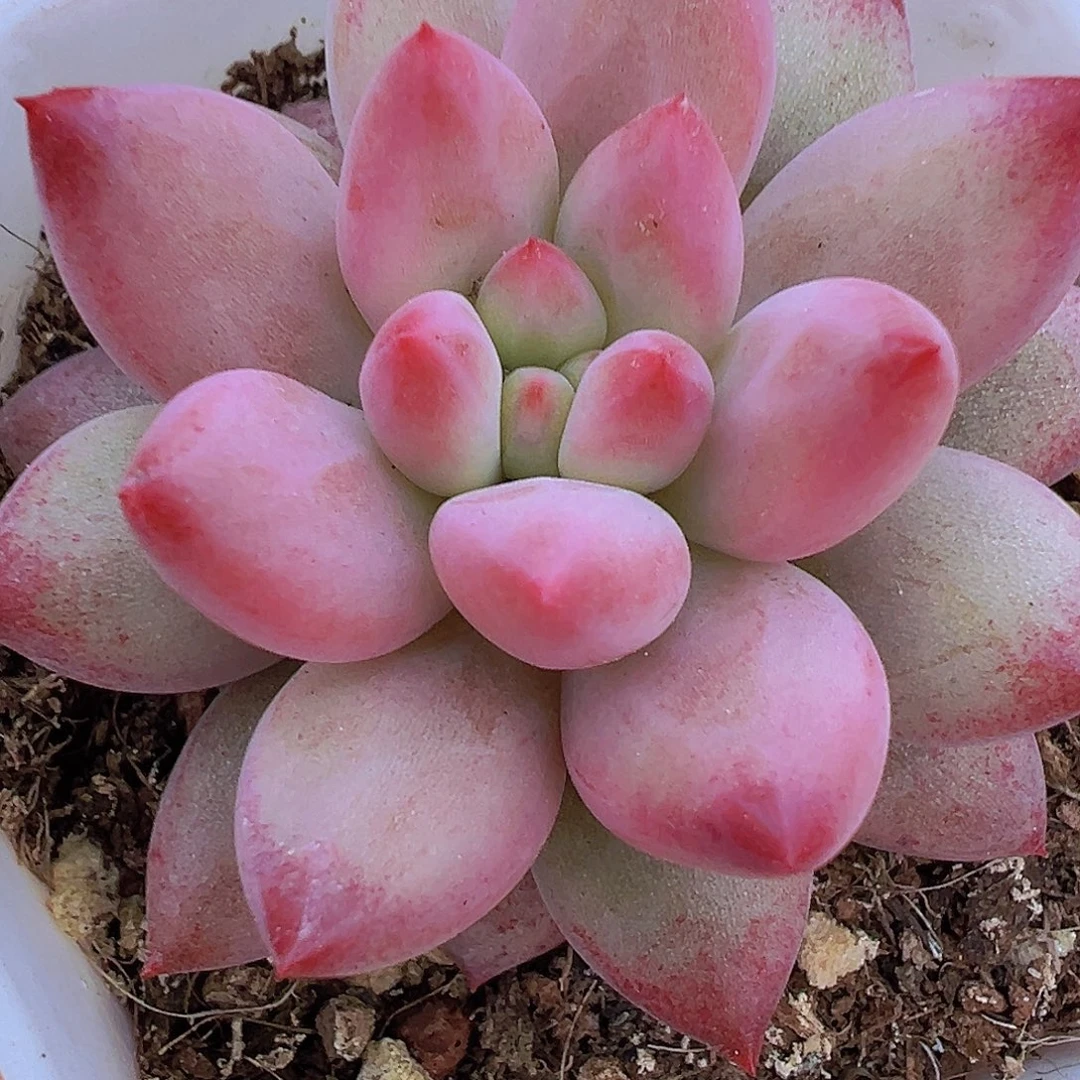 单头车厘子19包邮多肉