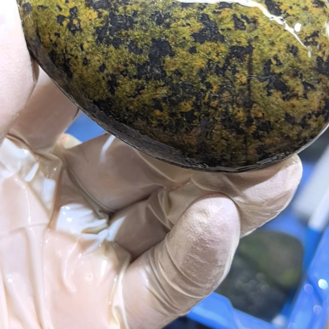 老***g木藏玉药王石原石