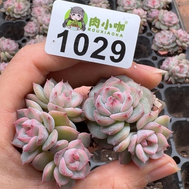多肉植物多肉植物