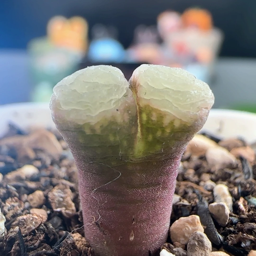 1129/紫天鹅绒极窗/