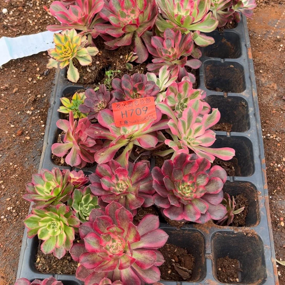 框拍709多肉植物法师