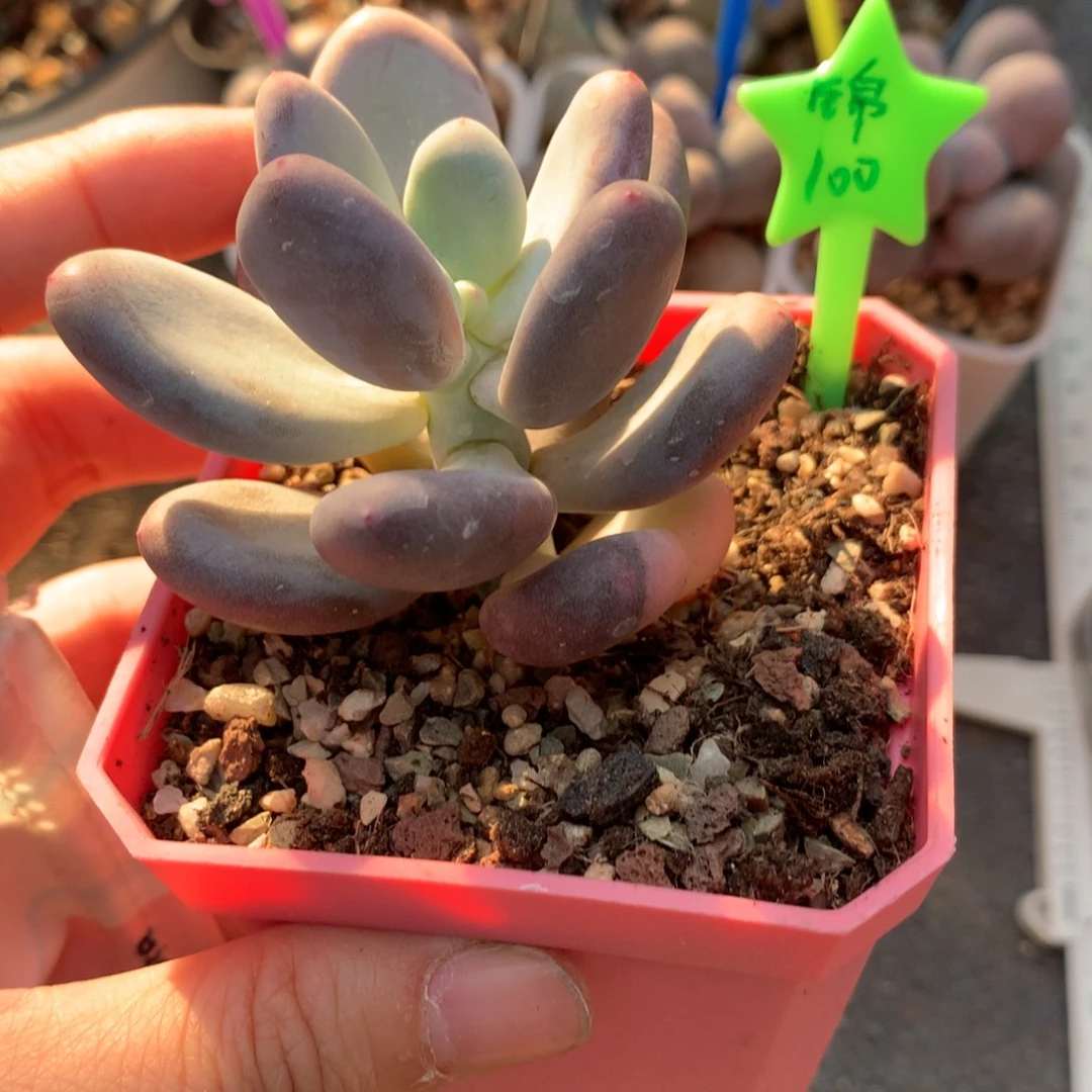 奶酪锦奶酪锦哈哈