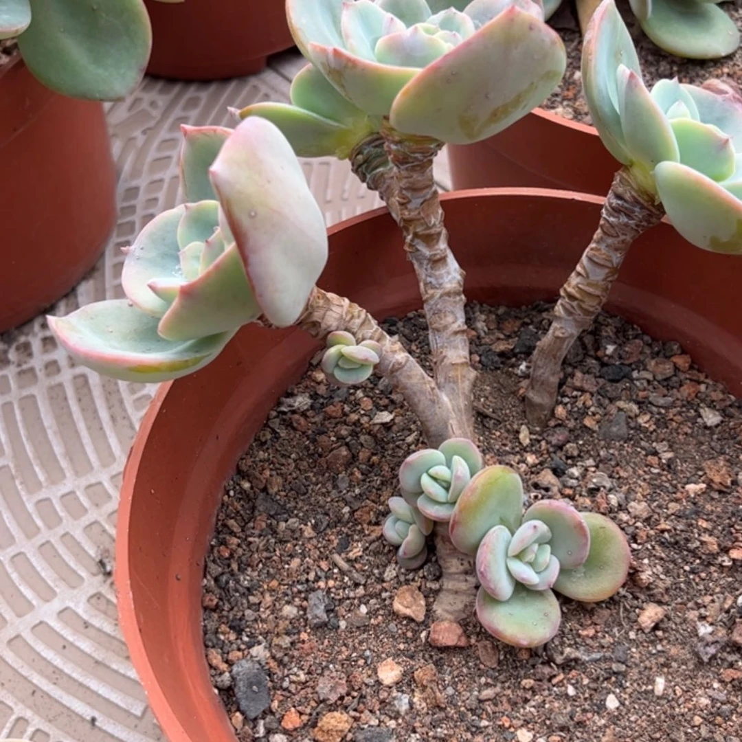 【闪购商品】无花朵*️****