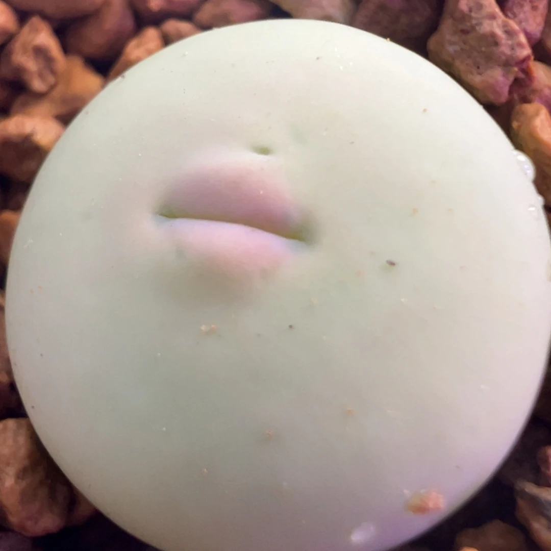 超美V嘴 肉锥植物