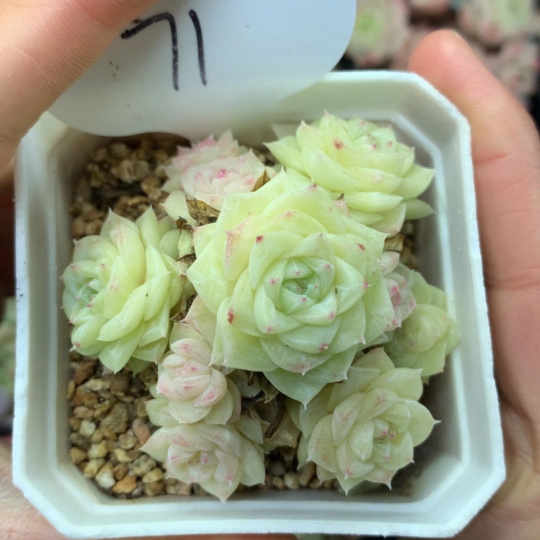 白天鹅麦秆捧花群71