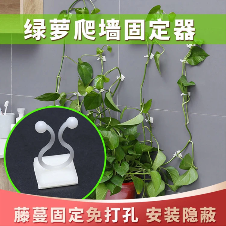 月季爬墙固定器绿萝上墙神器隐形无痕免打孔攀爬理线器免钉粘贴