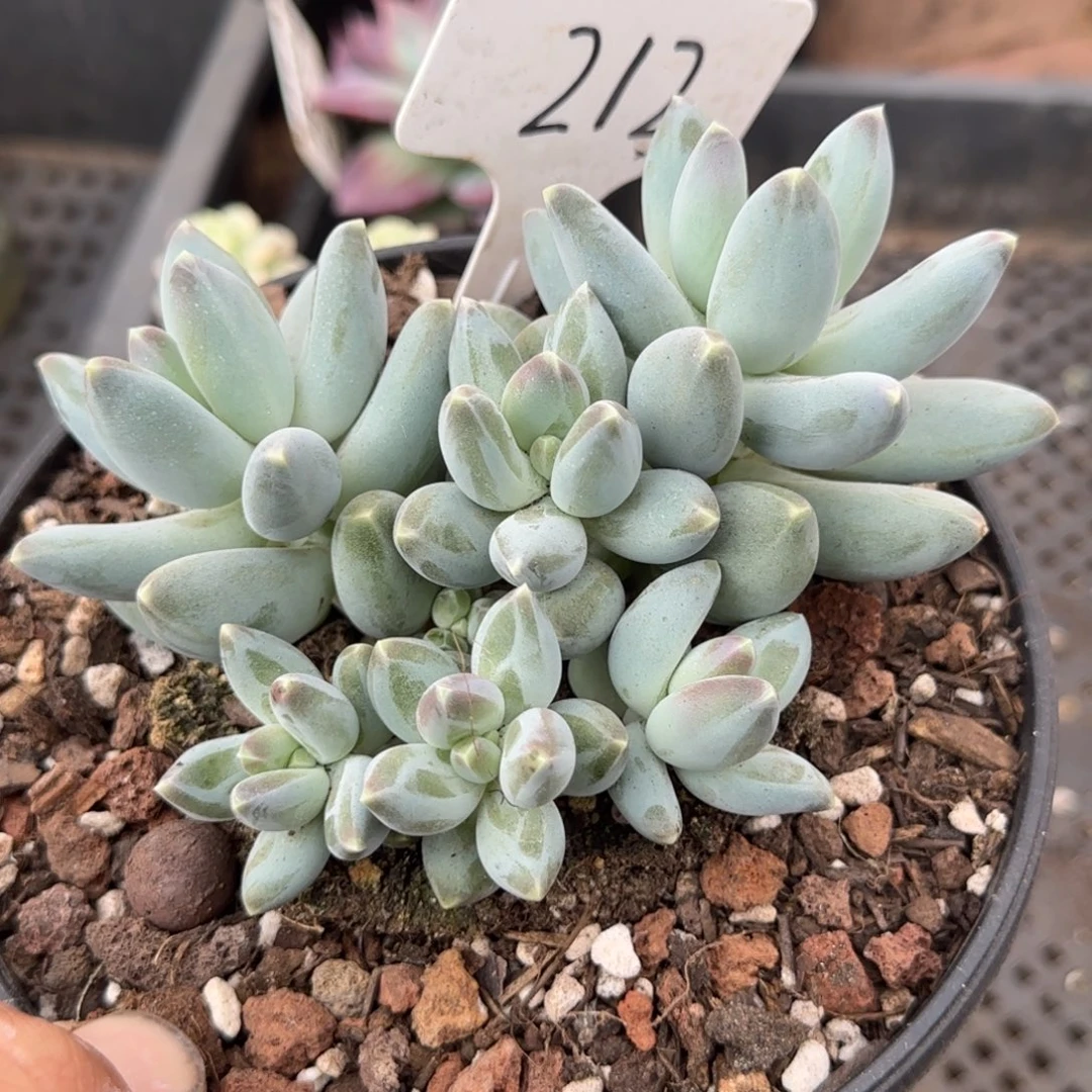 京美人惊鸿一物一拍包装收缩花旱212