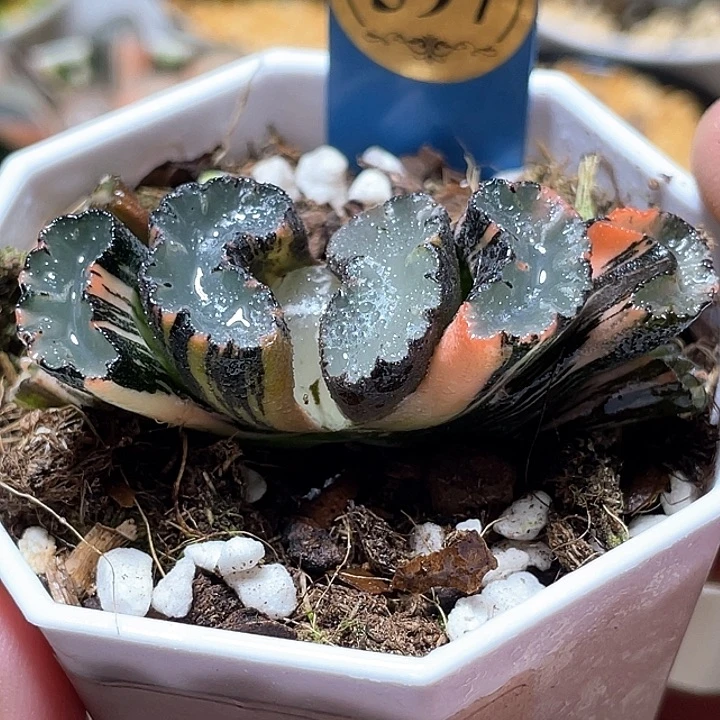 597道長錦特選福利