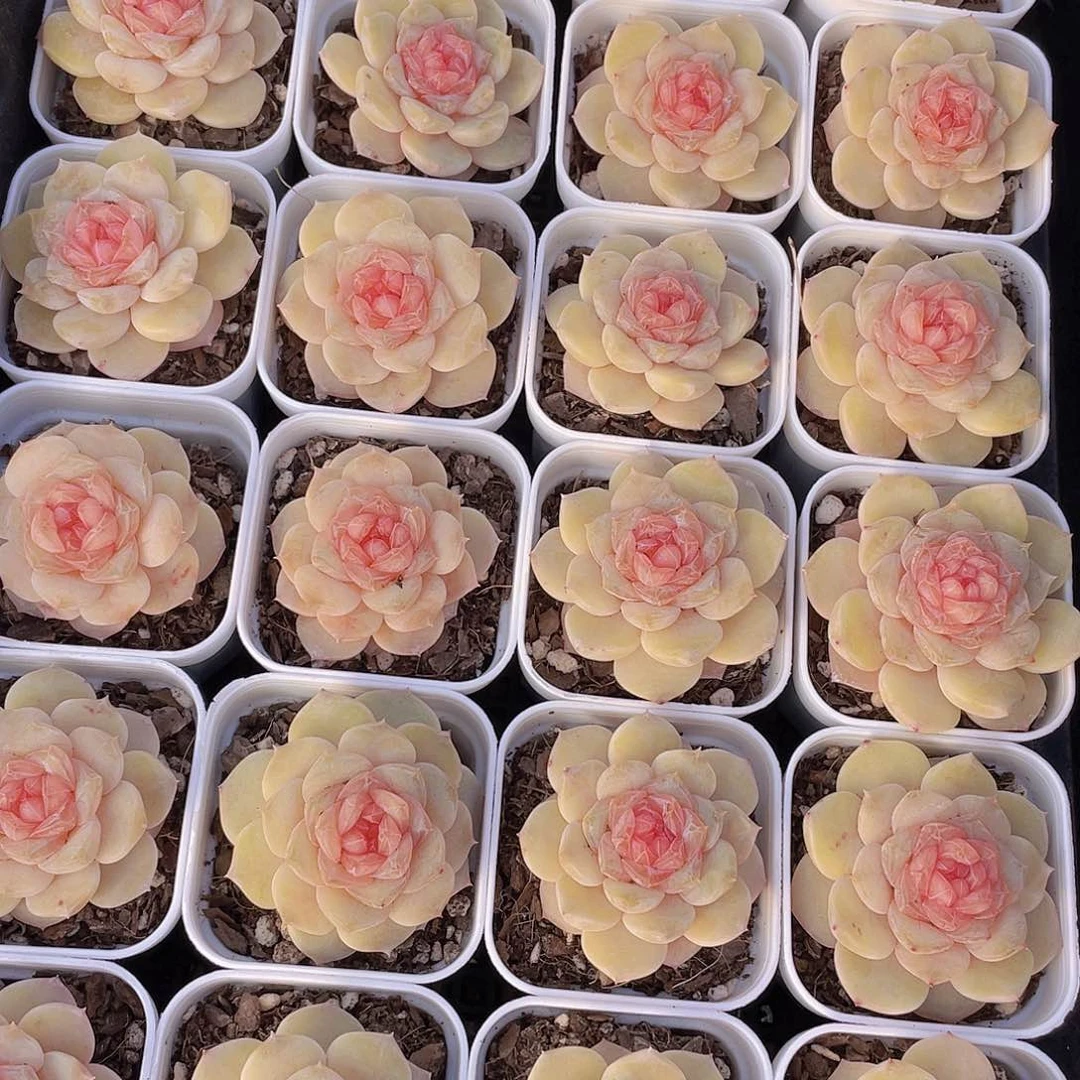 1144号 芙蓉珍妮单头一个