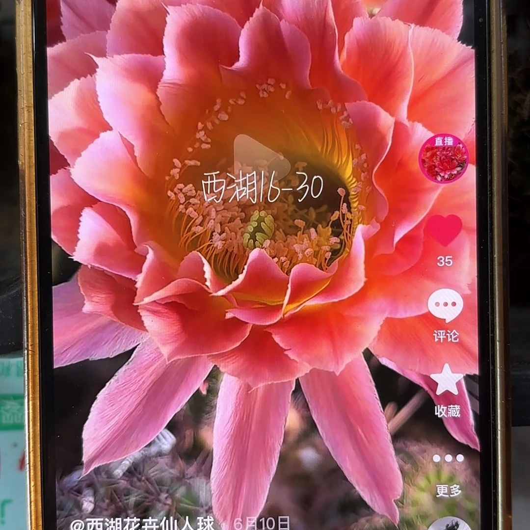 16-30彩侧牙20包邮22