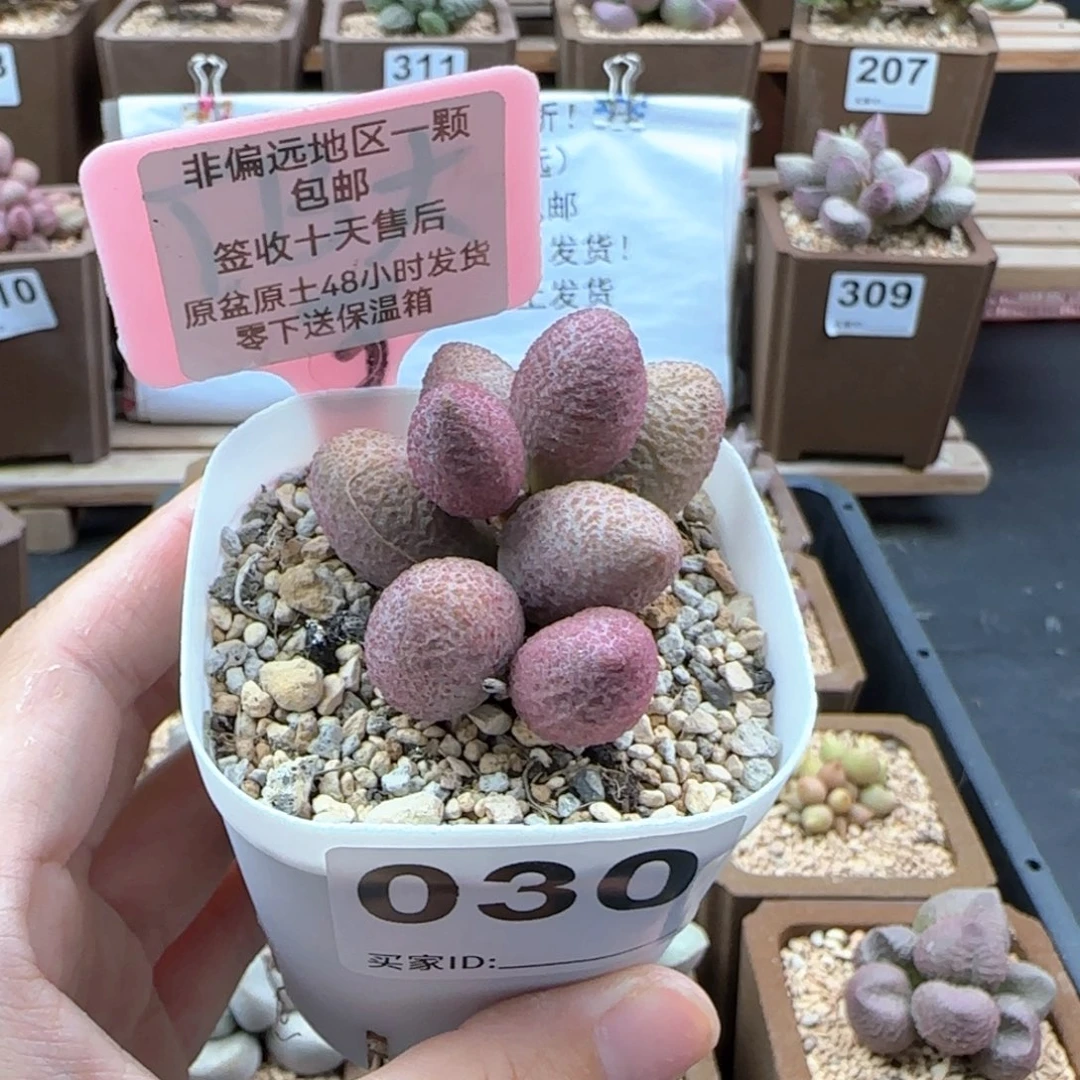 030服部多肉植物