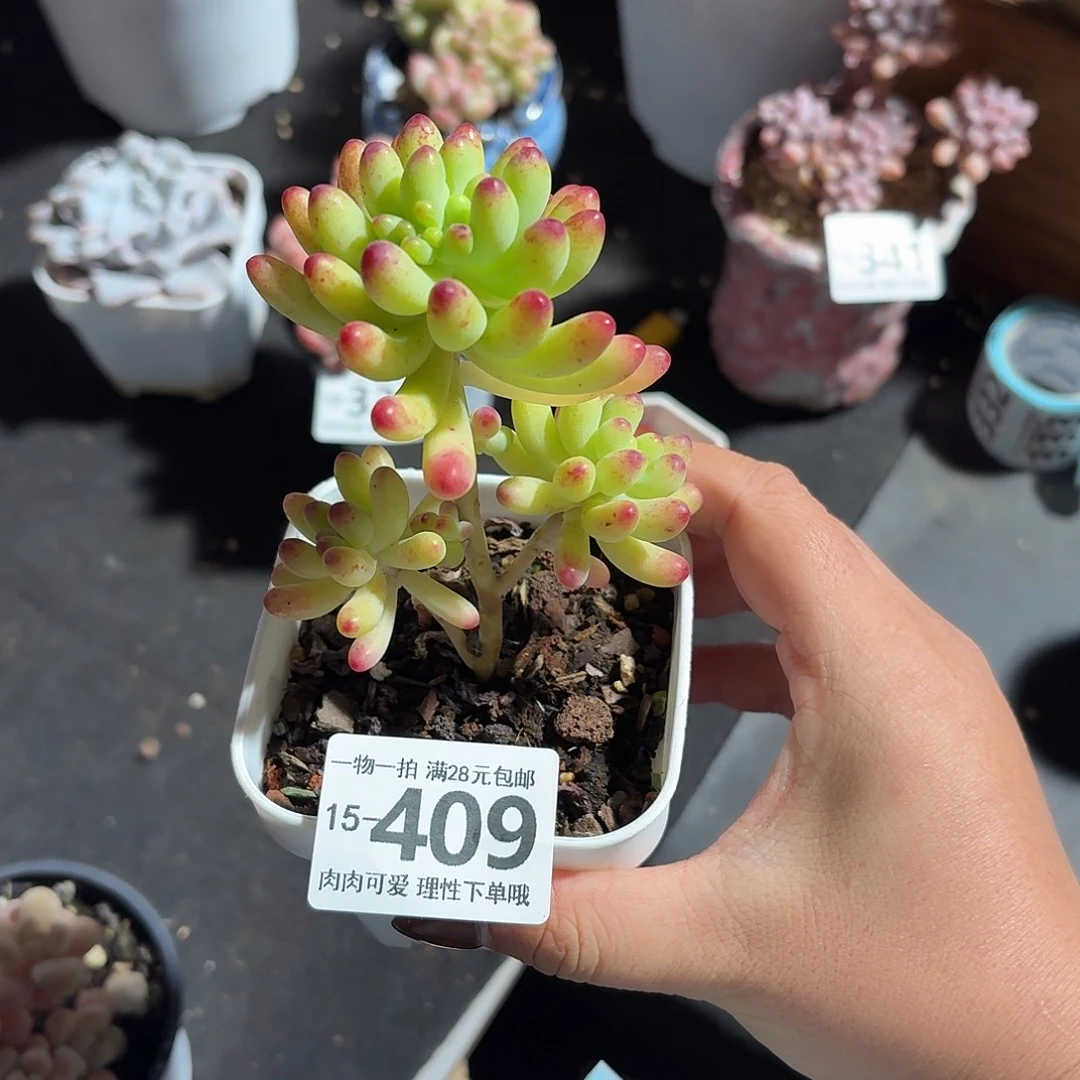 风***荷果冻乙女心无盆土发货无