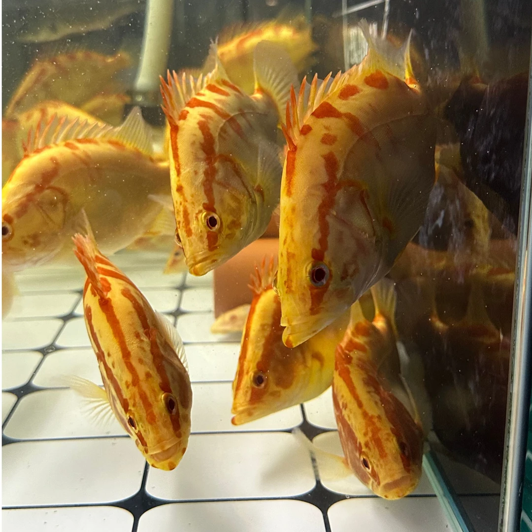 黄金鳜鱼中国虎观赏鱼