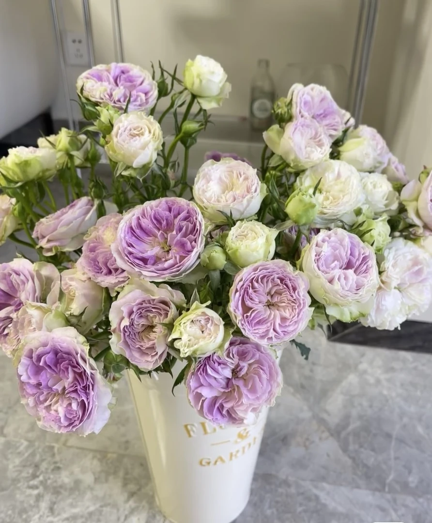 （多）蓝月石稀有玫瑰（花色稍淡）【满三单顺丰包邮】