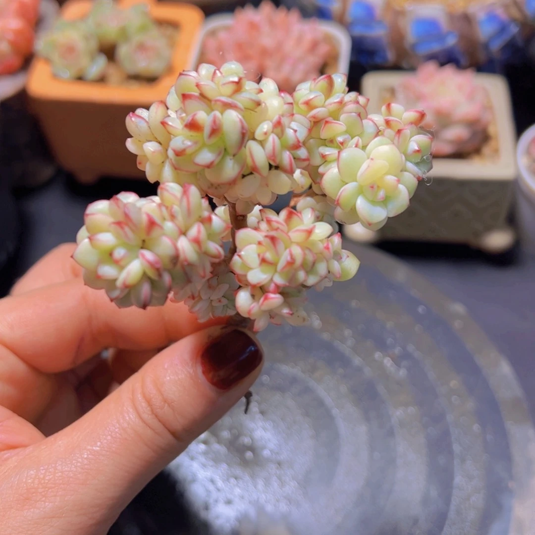 麻**将探戈，多肉植物