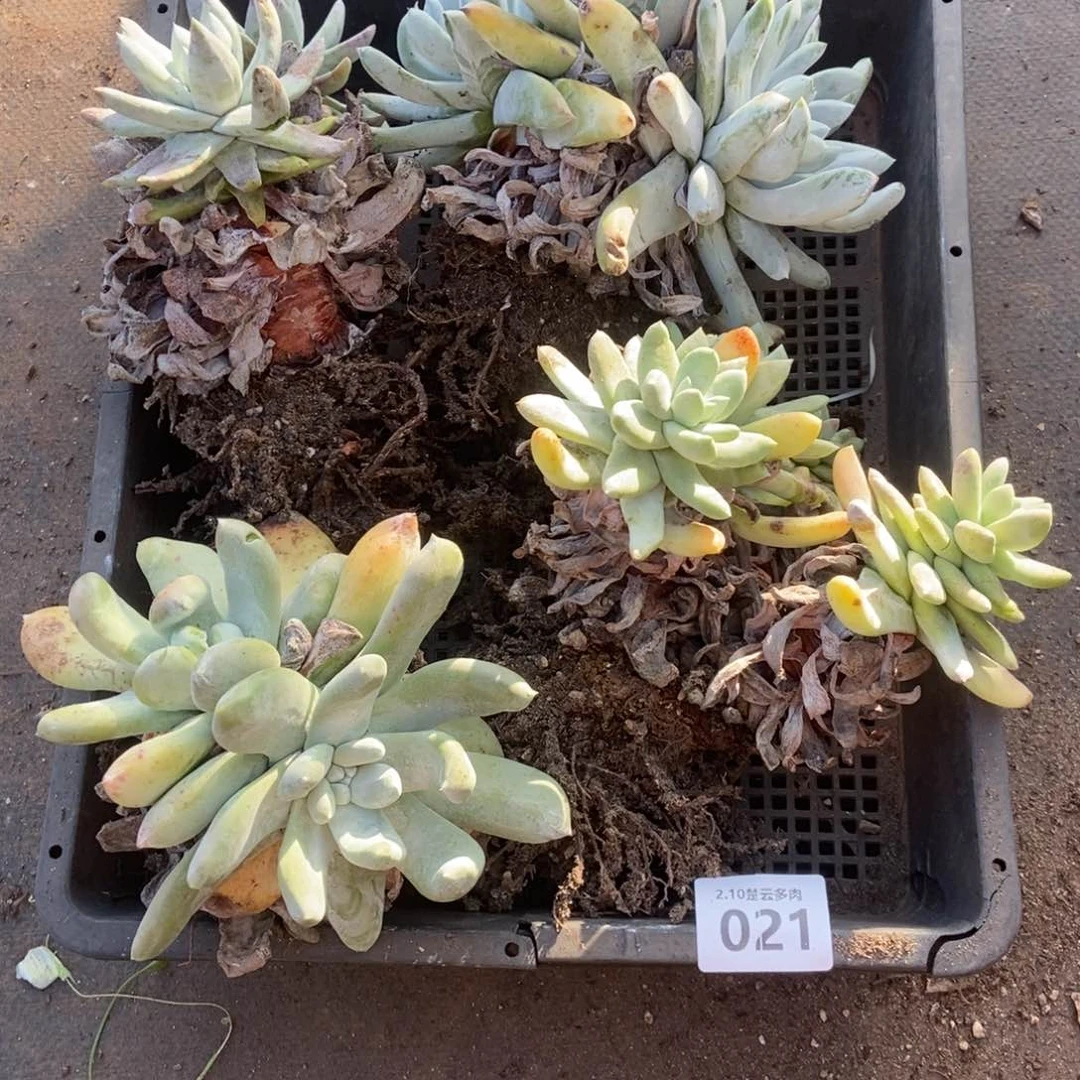 蔡*021多肉植物啦啦啦