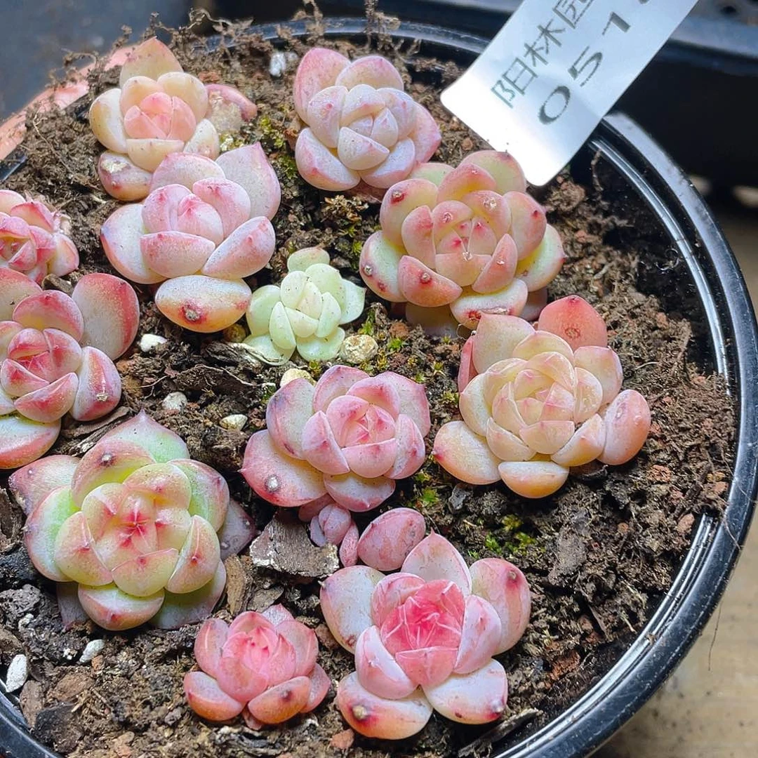 多肉植物多肉植物518