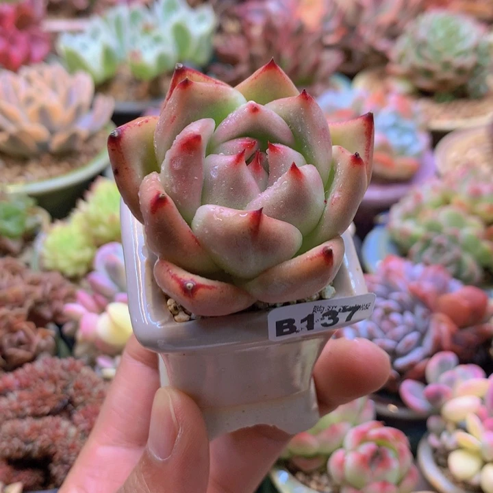 一物一拍含盆土满38包邮B137