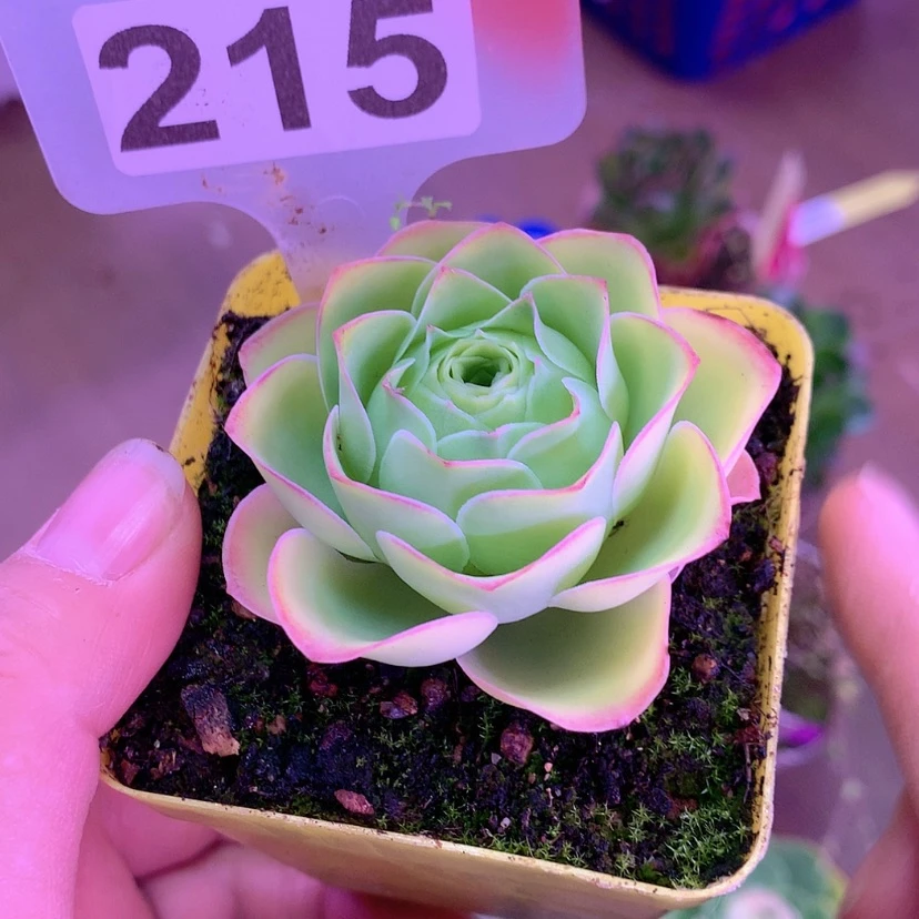 【闪购商品】空*yjj215